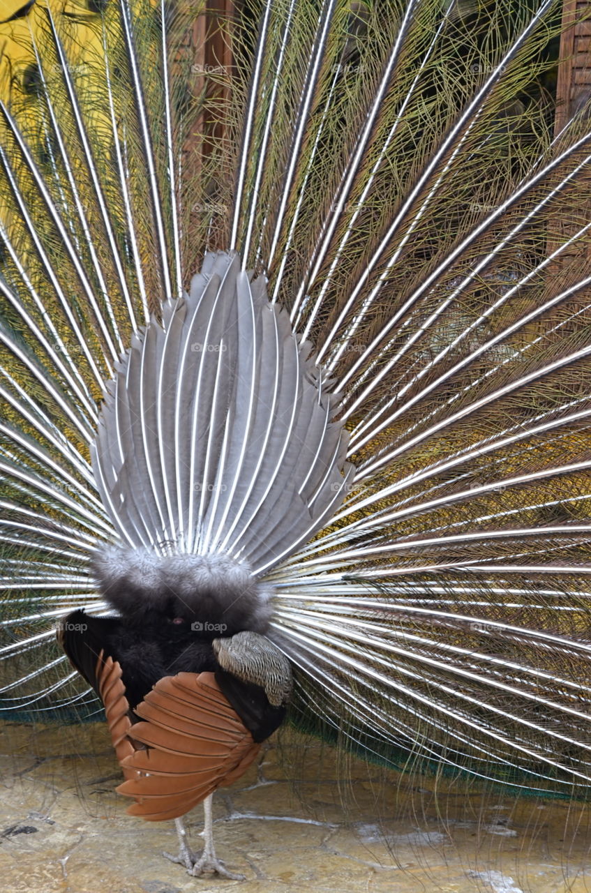 Beautiful On Both Sides