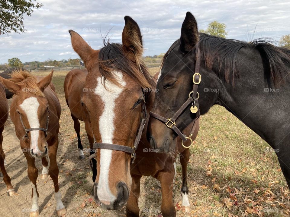 Foals Nuzzles