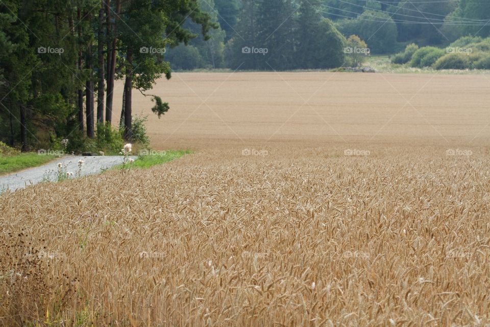 Harvesting time . Harvesting time 