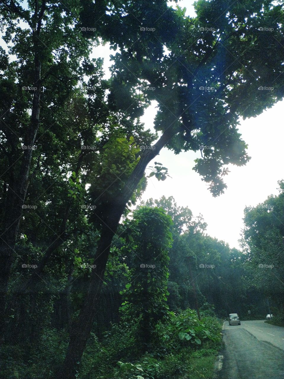 The woods are lovely dark and deep 
but I have promises to keep 
and miles to go before I sleep, 
and miles to go before I sleep.