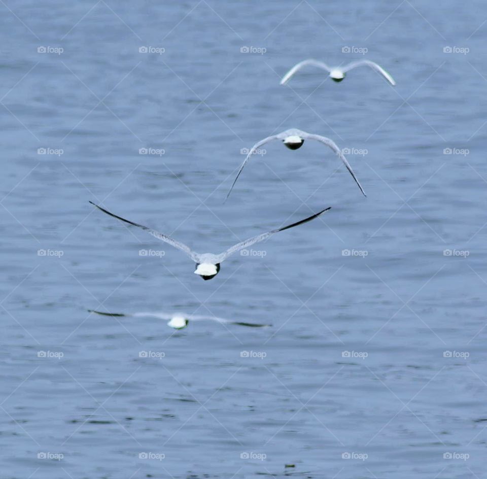 Super synchronised sea gulls