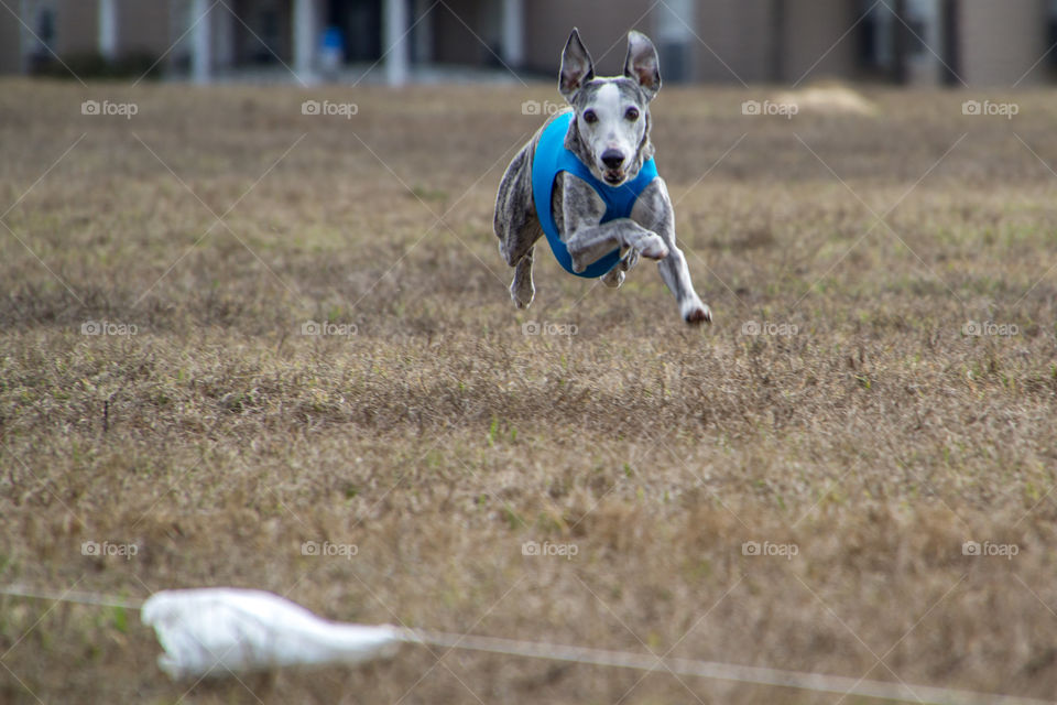 Lure Coursing