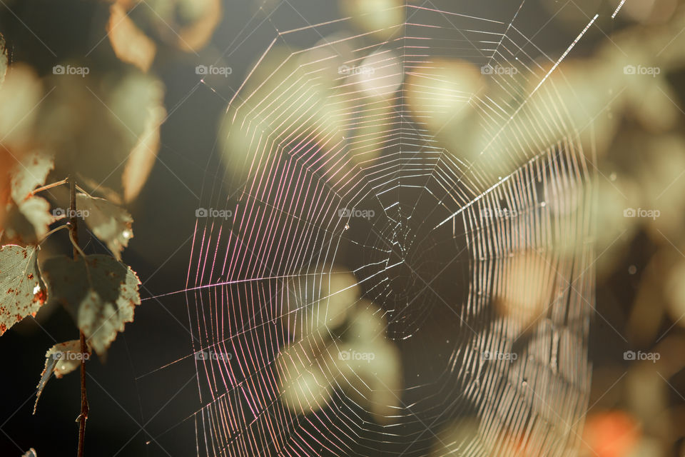 Spider web in sunlight