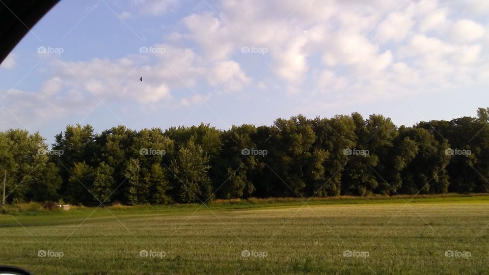 Landscape, Tree, Field, Farm, Nature