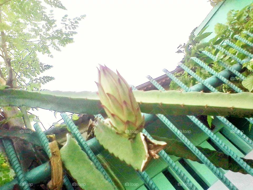 a cactus tree in a pot that is in bloom