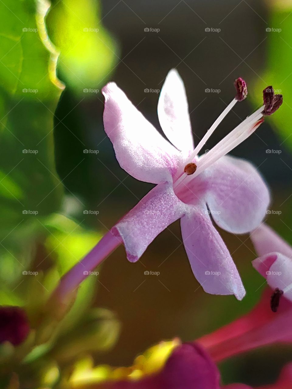 Close up of a pink Mexican hydrangea floret at sunset, partially highlighted by sunlight.