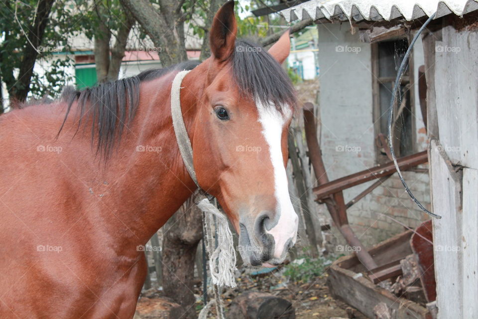 Mammal, Farm, Cavalry, No Person, Horse