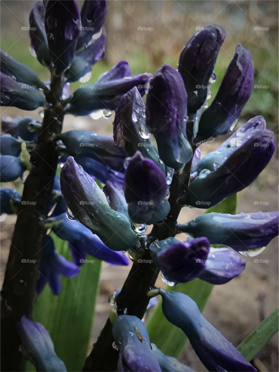 Close-up hyacinth 