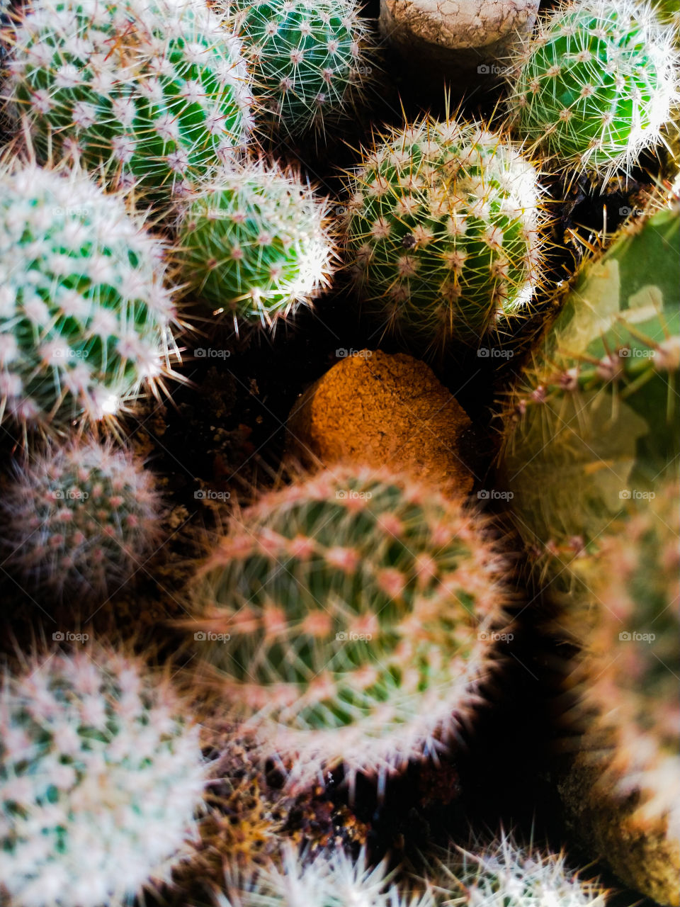 Cactus