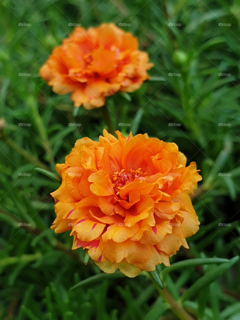 the Portulaca Grandiflora