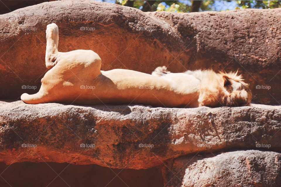 No Person, Mammal, One, Rock, Outdoors