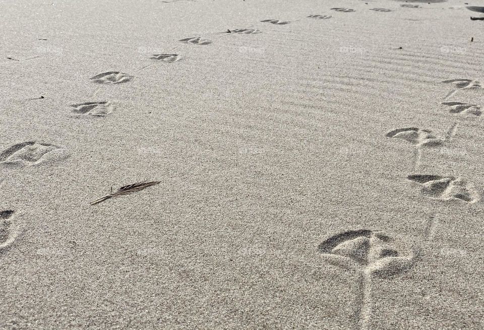 Footprints 
