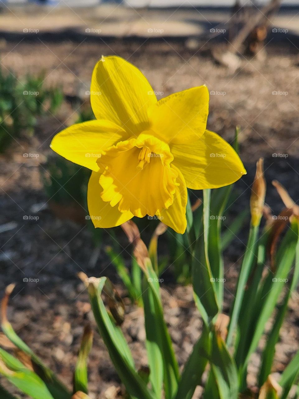 Blooming yellow flower