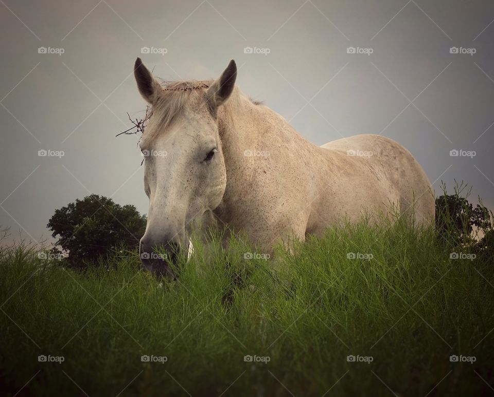 Horse grazing green grass