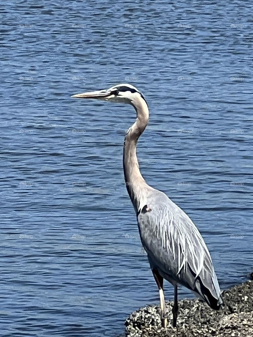 Blue Heron 
