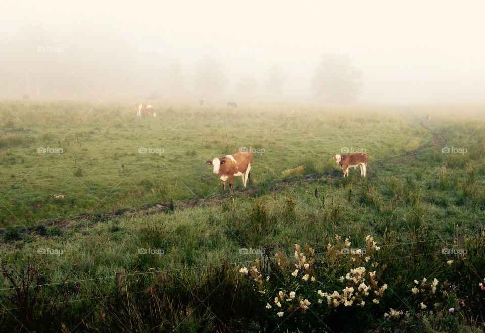 Early morning . Early summer morning