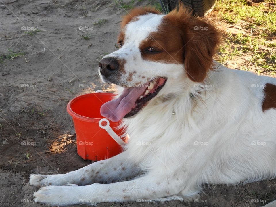 Mascotas Perros Fiel Atardecer Campo