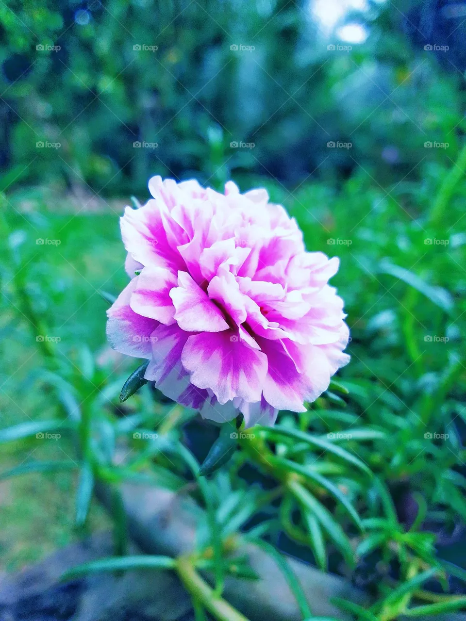 Beautiful flower .