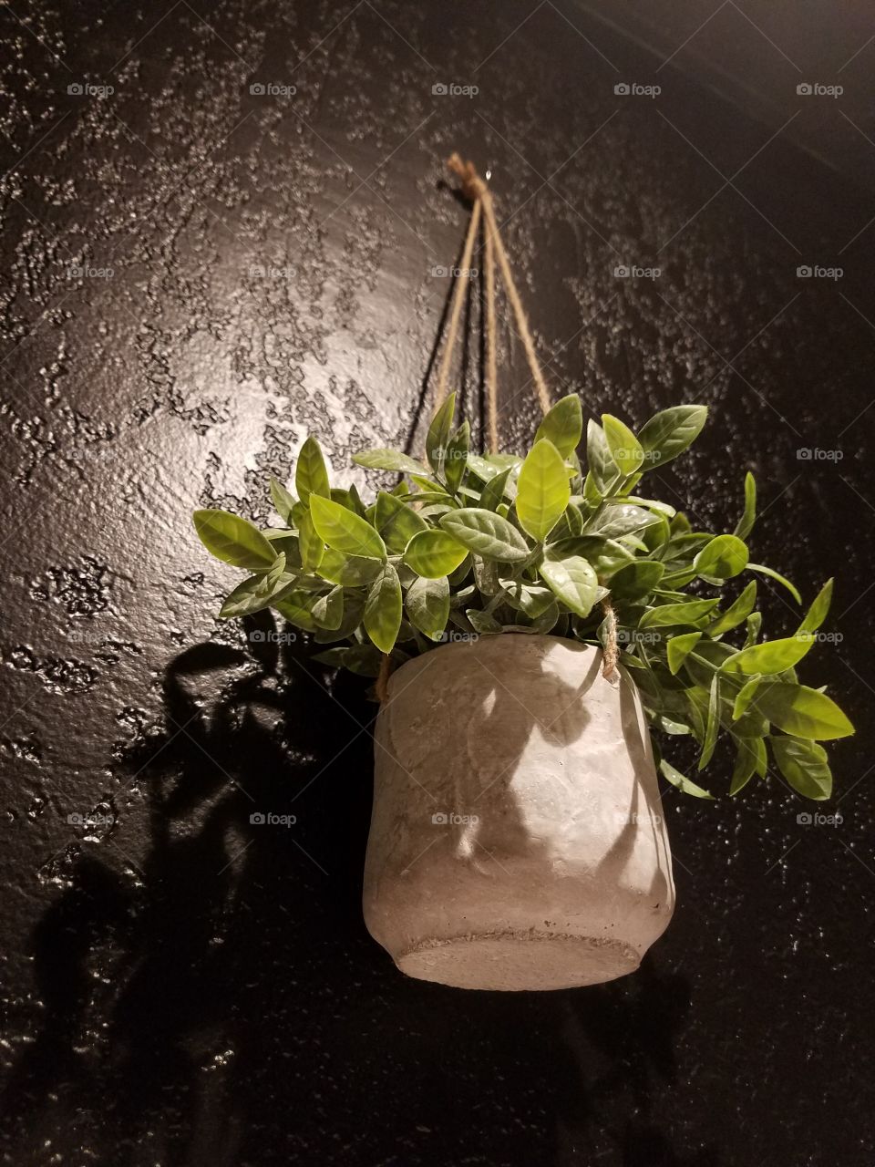 hanging plant and shadow