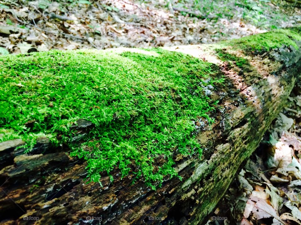 Moss on a fallen tree