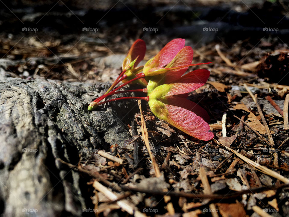 Bright red samaras or seed pods fallen from the red maple trees signify early spring in North Carolina. 