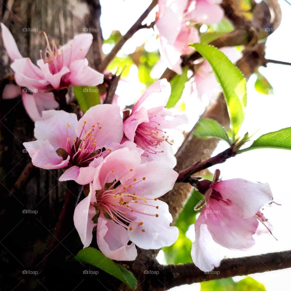 spring time is here and so is my beautiful peach blossom