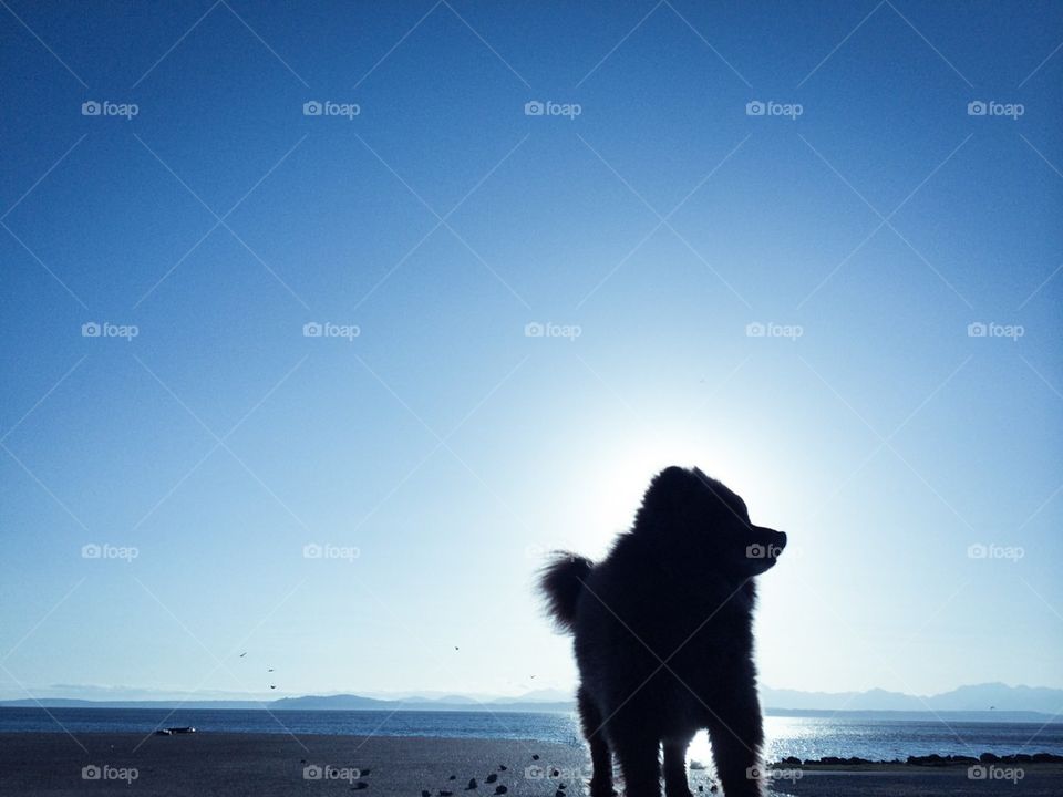 Beach pup