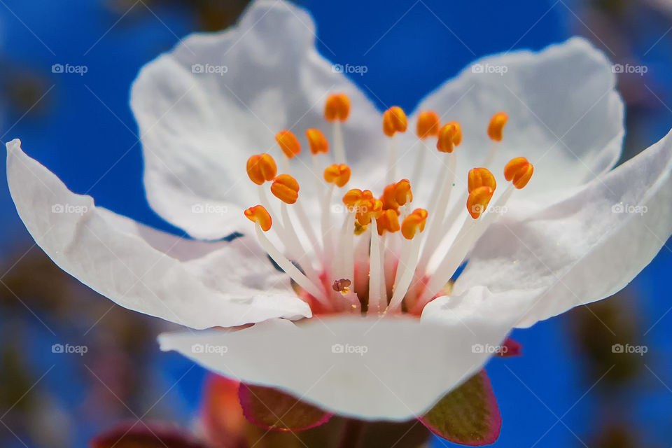 White cherry flower