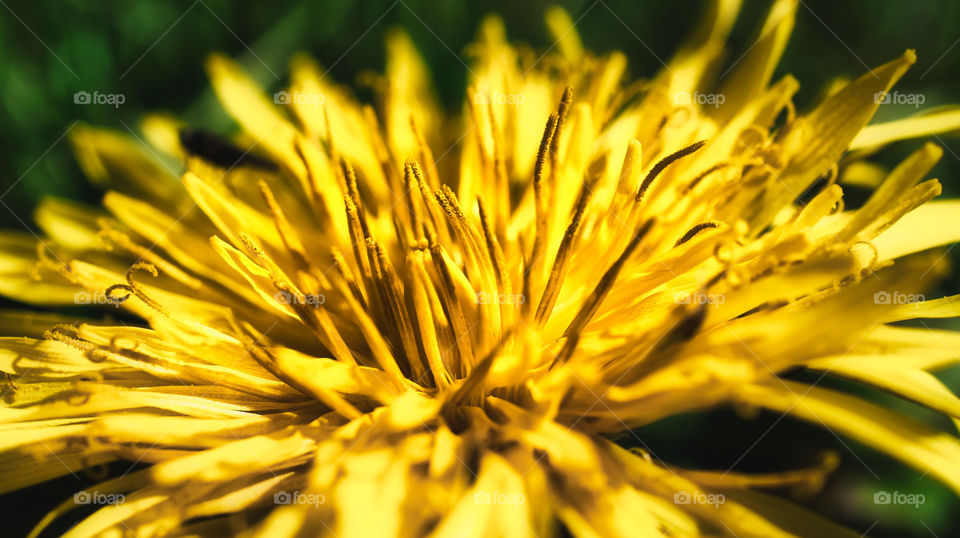 Dandelion pollen