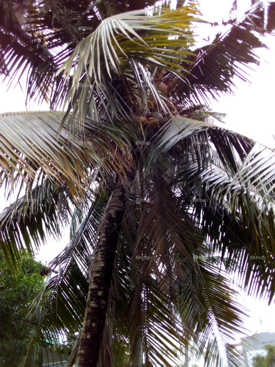 Coconut tree
