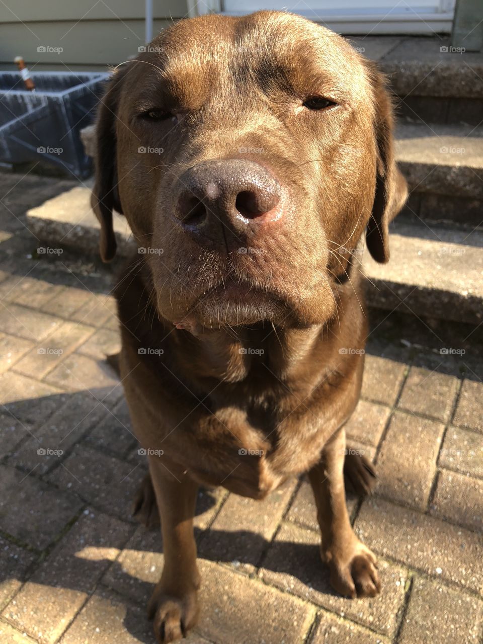 English Chocolate Lab 