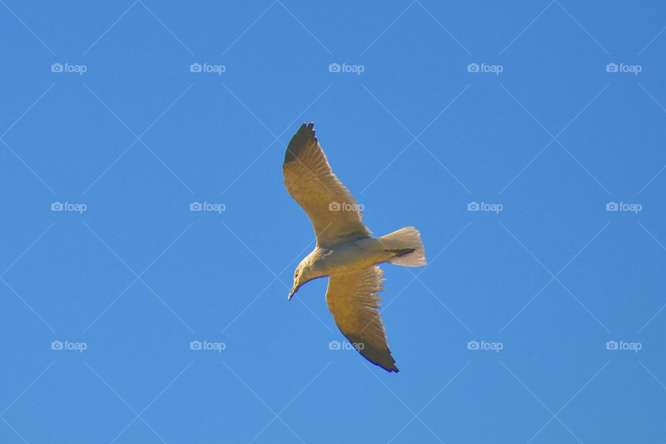 Seagull 4