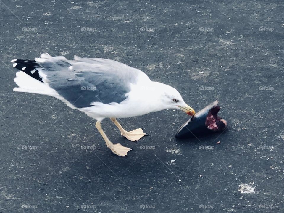 Beautiful seagull eating the fishe