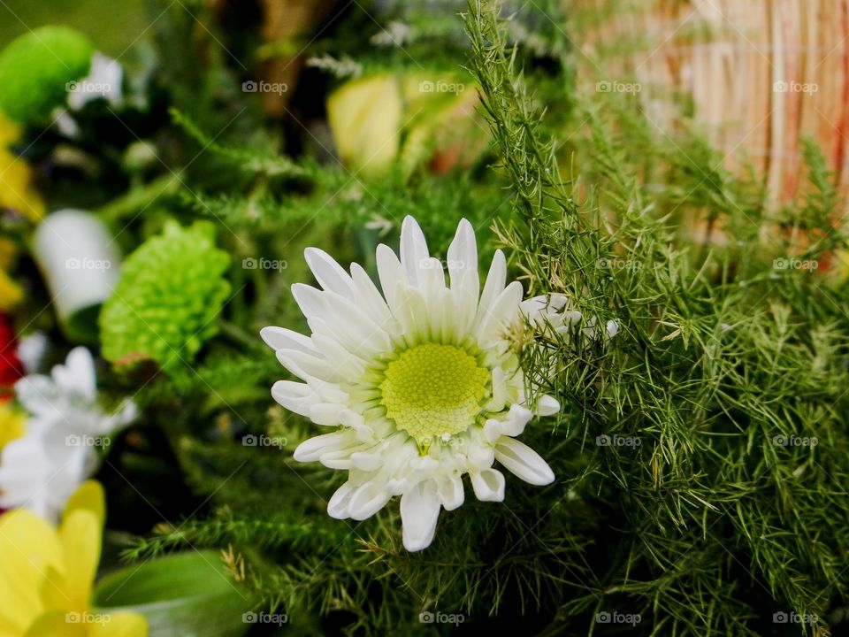 White flower