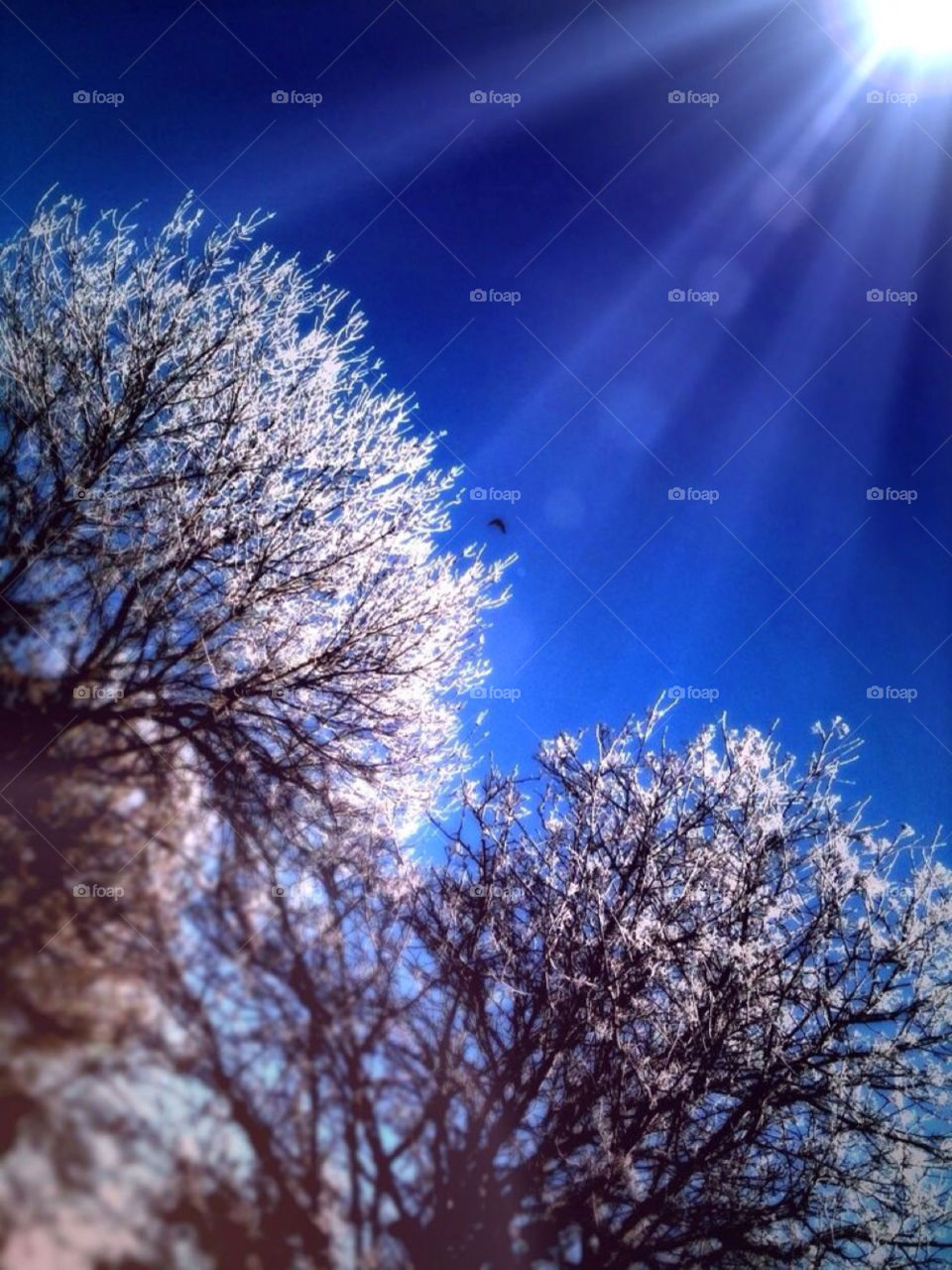 The sun shines down on snow covered trees as a bird flies through the