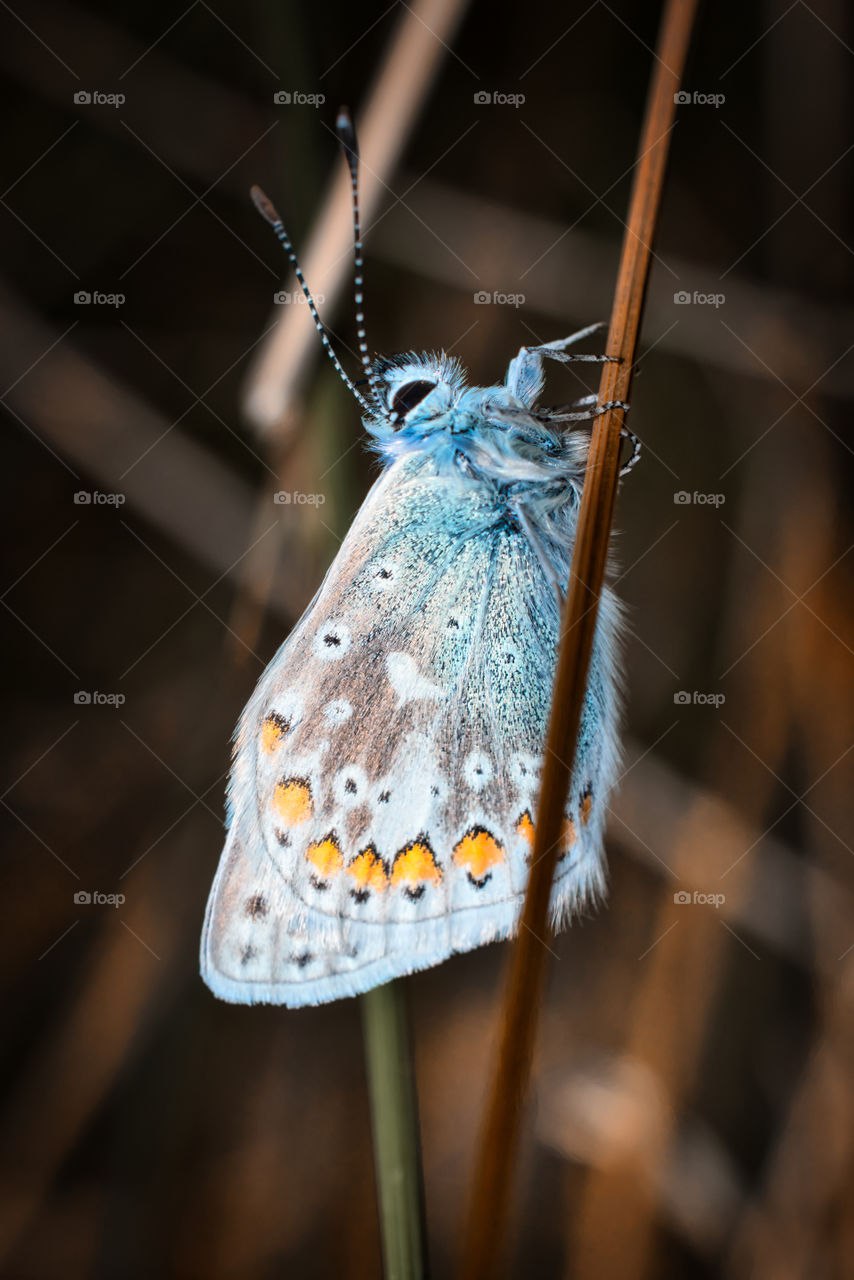 Common blue butterfly