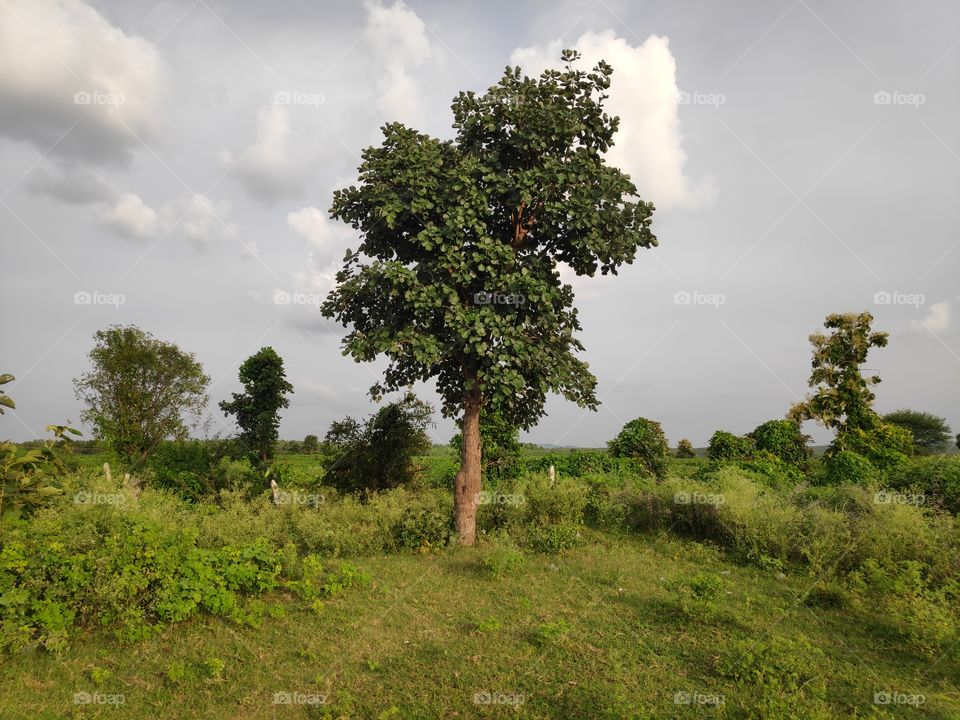 a image of butea monosperma tree