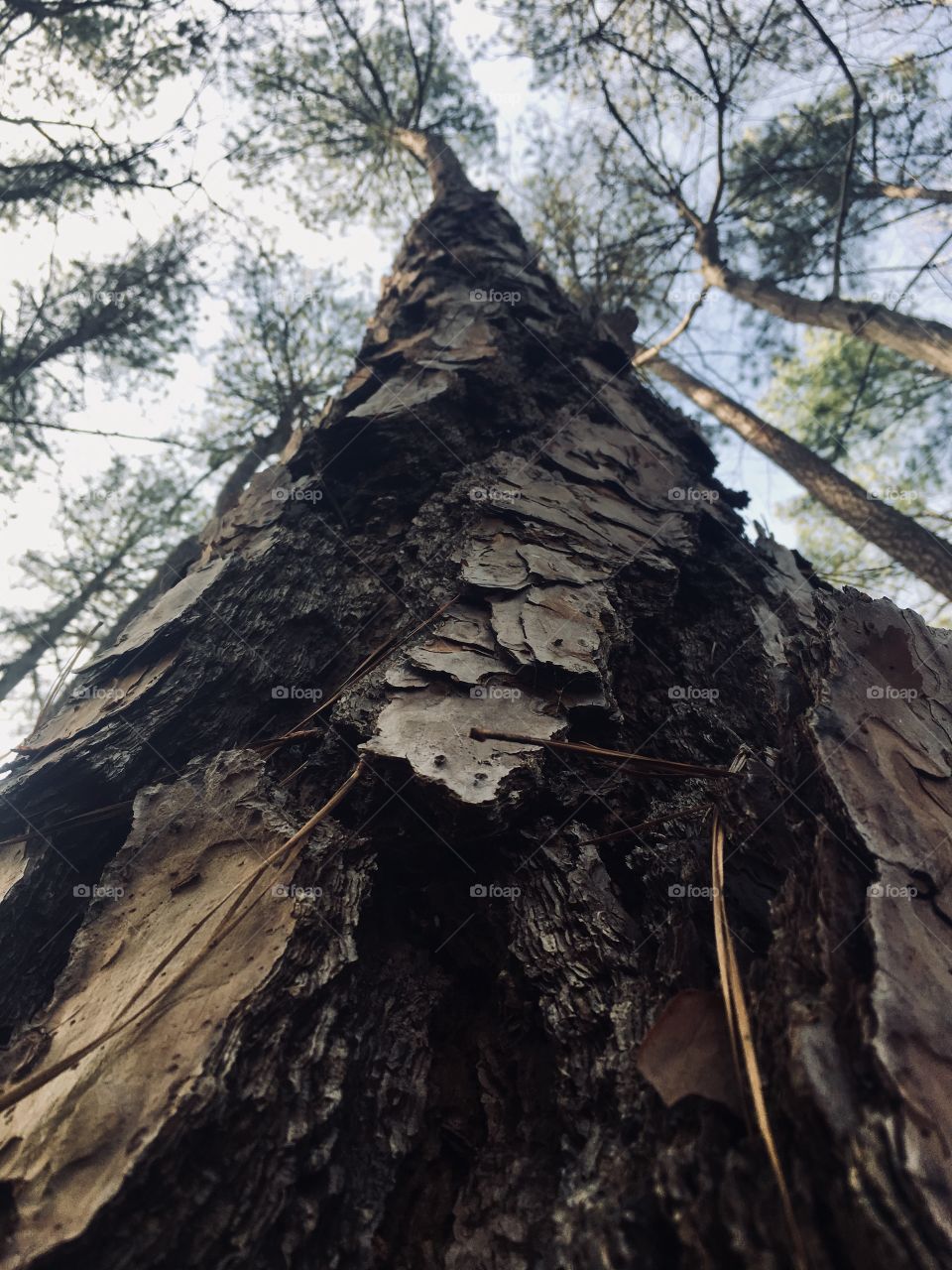 Up tree view of a longleaf pine with deep crevices in the bark