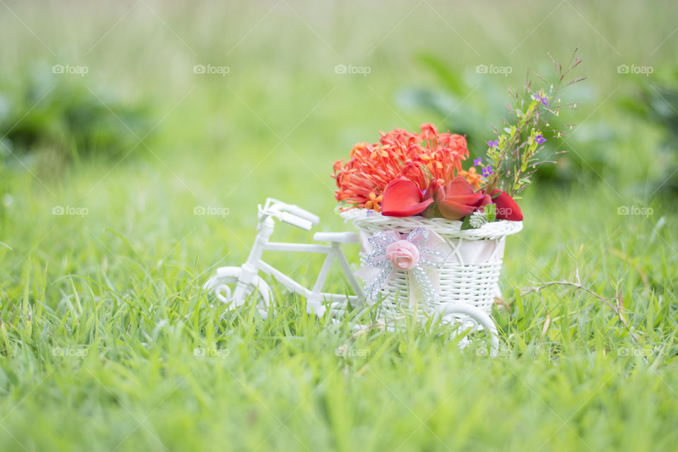 bicycle bring flower
