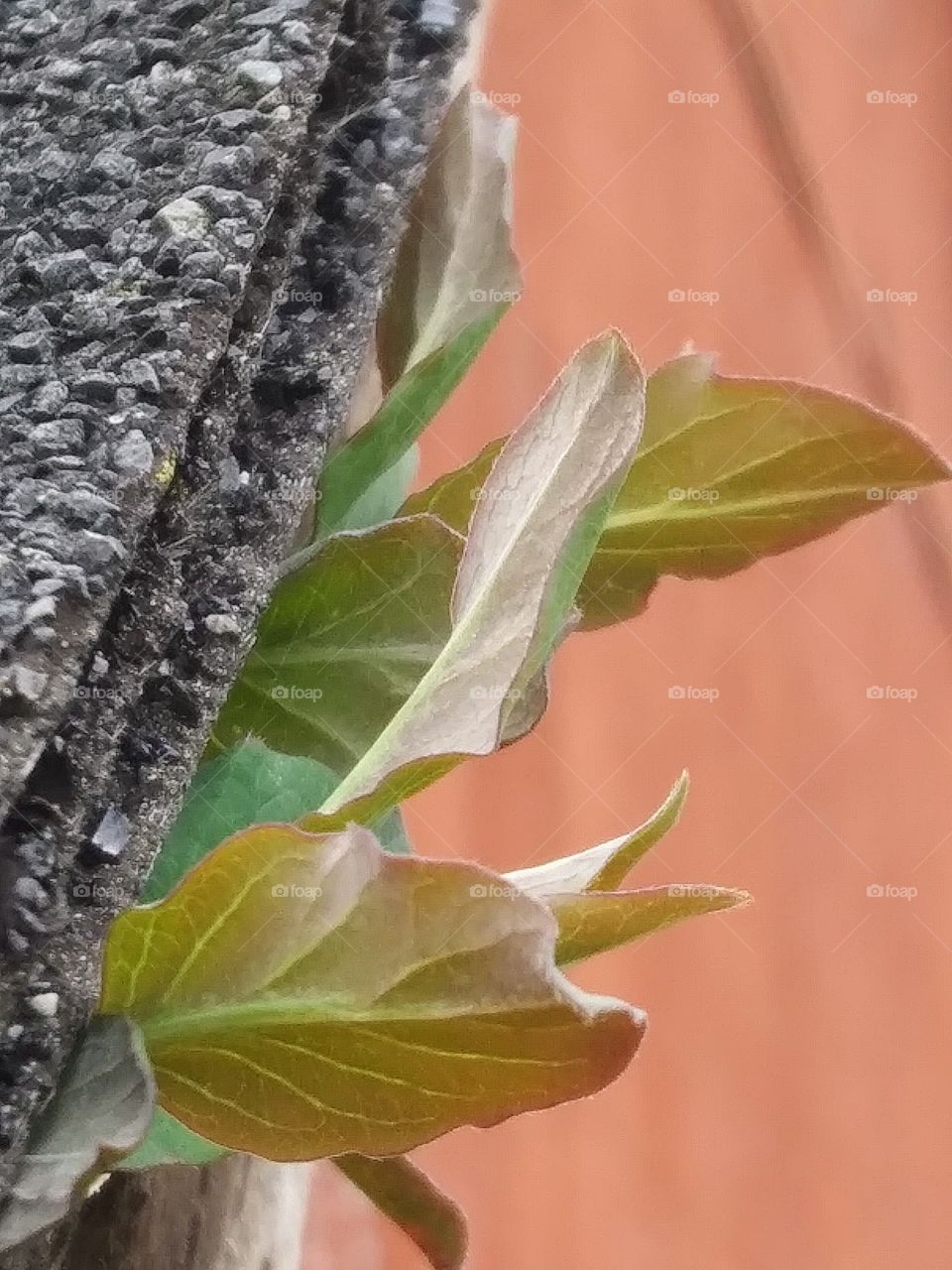 fresh leaves of a honeysuckle vine