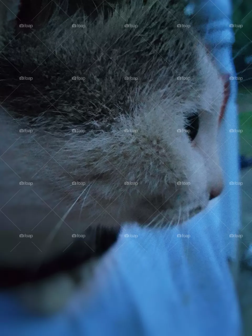 Cat  🍃