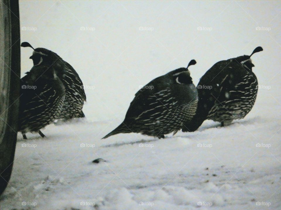 quail in the cold