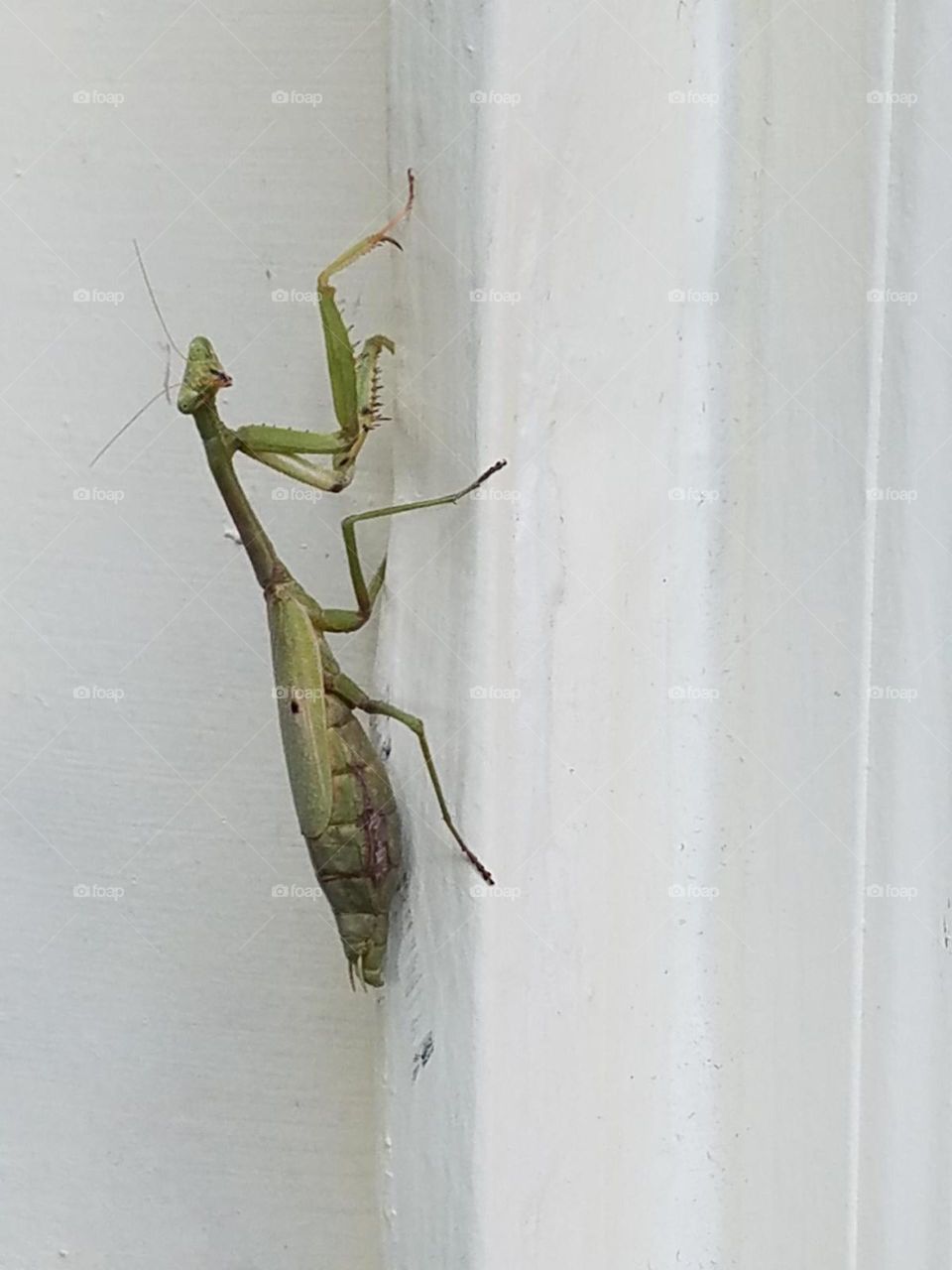 praying mantis