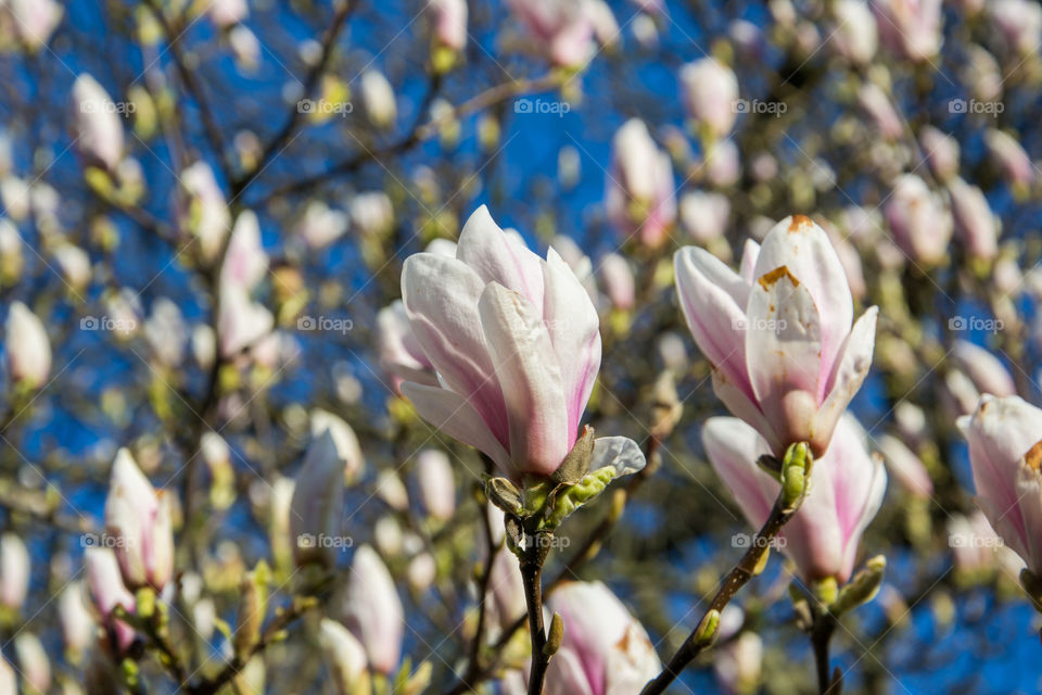 Magnolia flowers in a park in Lund Sweden.
