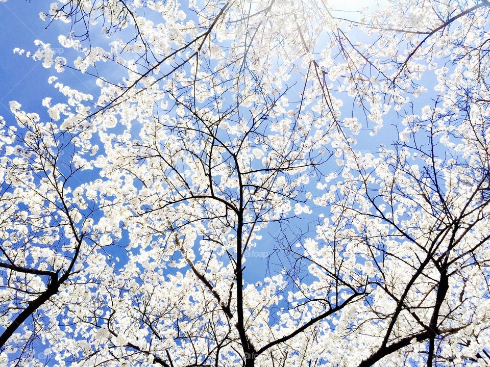 Sakura Sky, Sakura tree