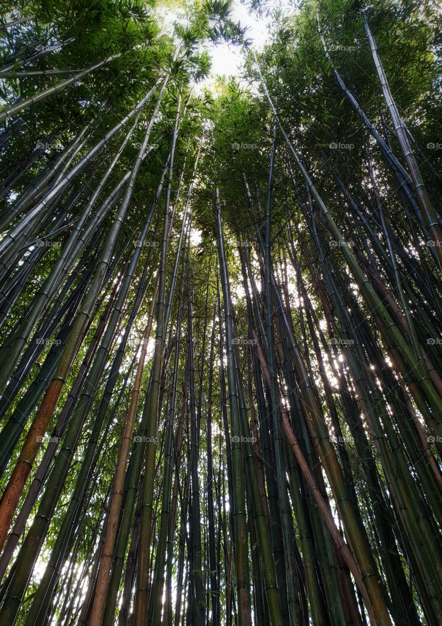bamboo
