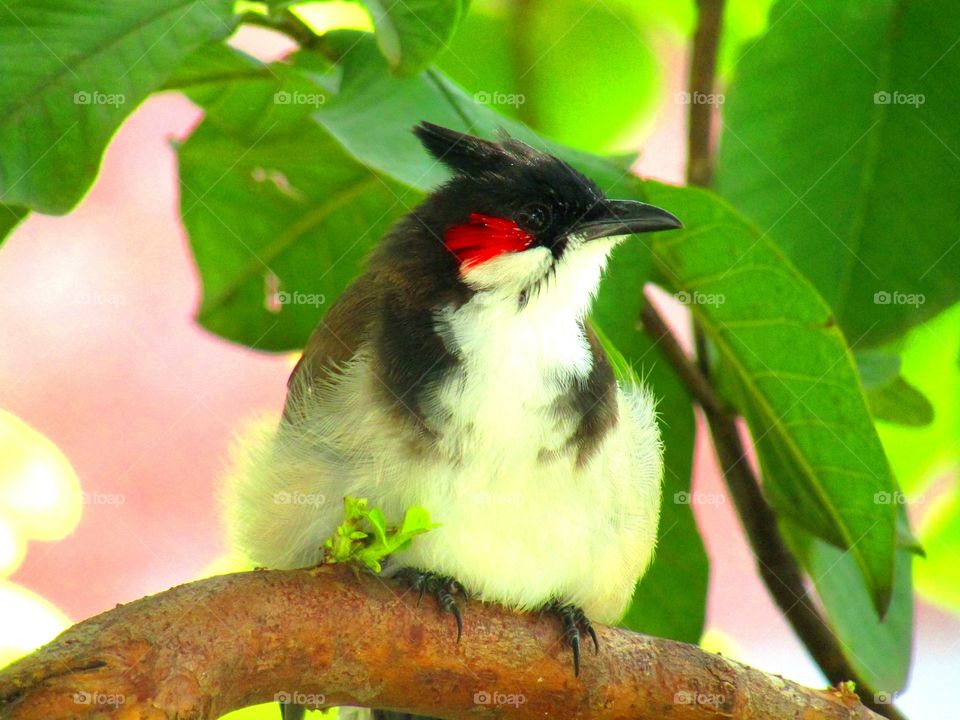 The red-whiskered bulbul (Pycnonotus jocosus), or crested bulbul, is a passerine bird found in Asia. It is a member of the bulbul family.