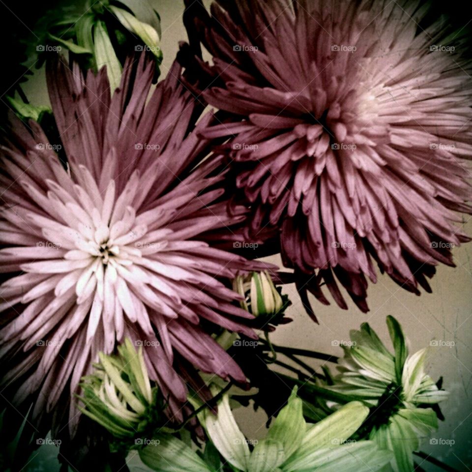 puffalump. lighting effects