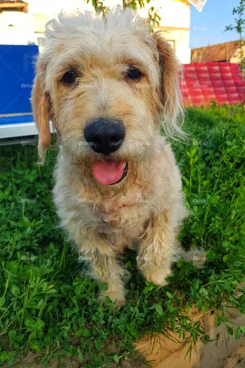 Happy dog portrait