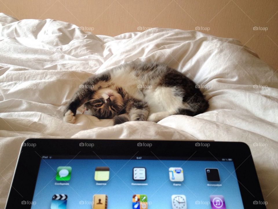 IPad cat. 